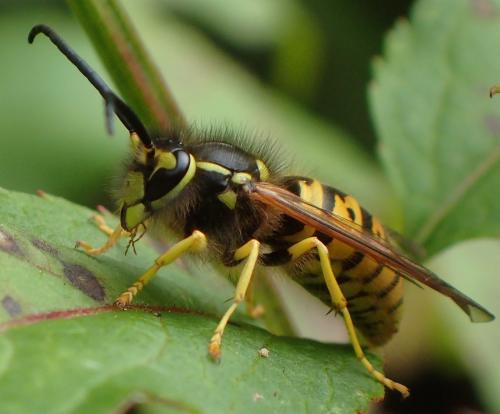Vespula germanica